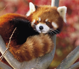 Kostenloses Red Panda Firefox Wallpaper für iPad Air