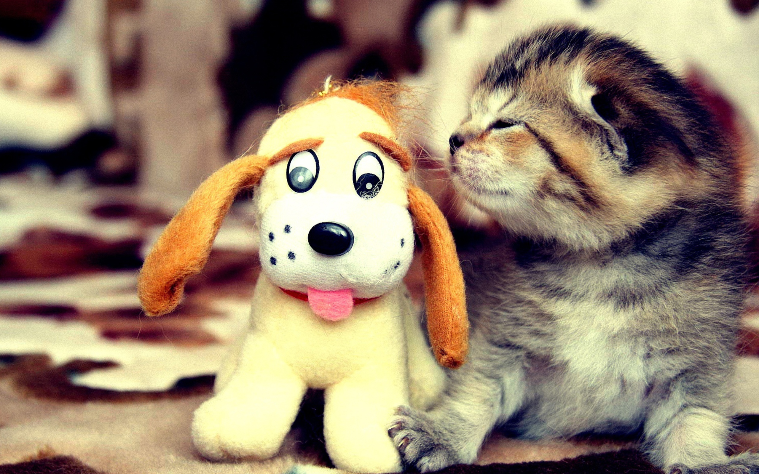Kitty And Toy wallpaper 2560x1600