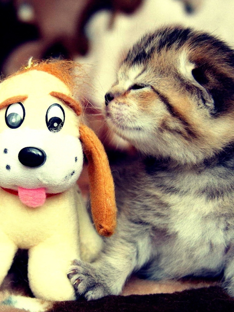 Kitty And Toy wallpaper 480x640