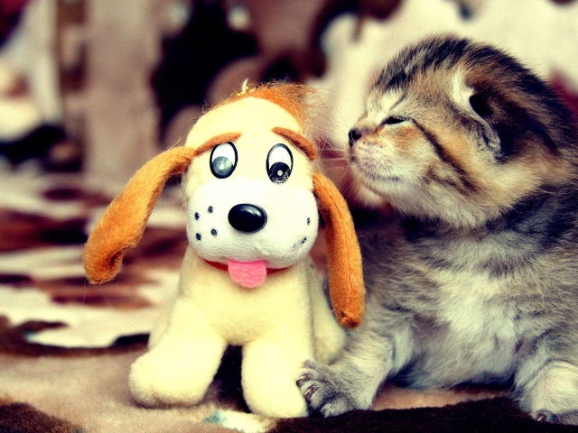 Kitty And Toy wallpaper 640x480