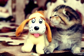 Kitty And Toy - Obrázkek zdarma pro Samsung Galaxy S3