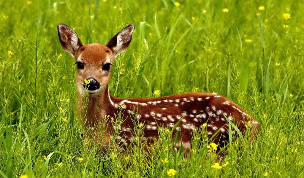 Japanese Deer screenshot #1 1024x600