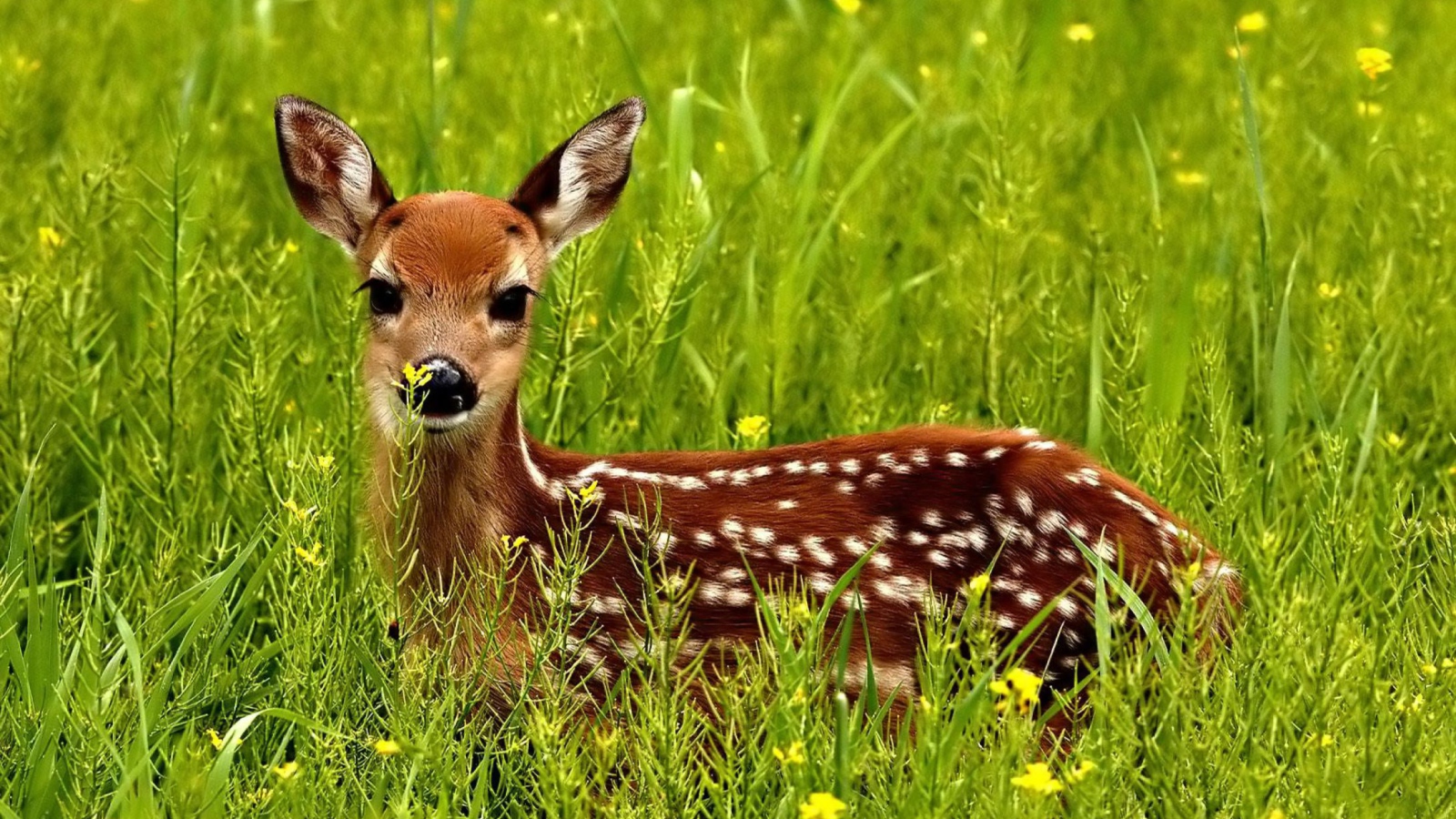 Das Japanese Deer Wallpaper 1600x900