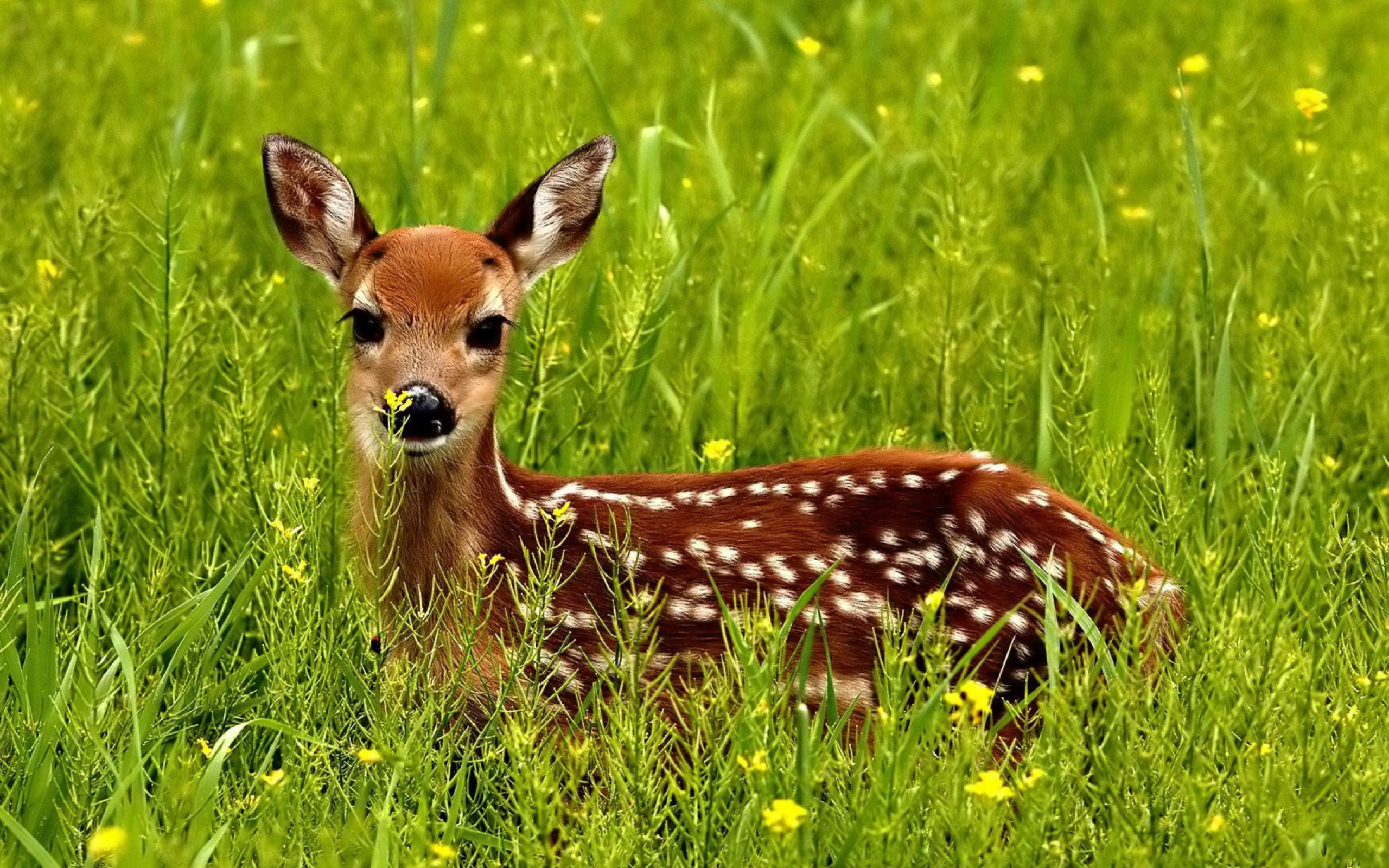 Das Japanese Deer Wallpaper 2560x1600