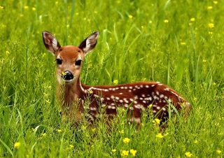 Japanese Deer - Obrázkek zdarma 