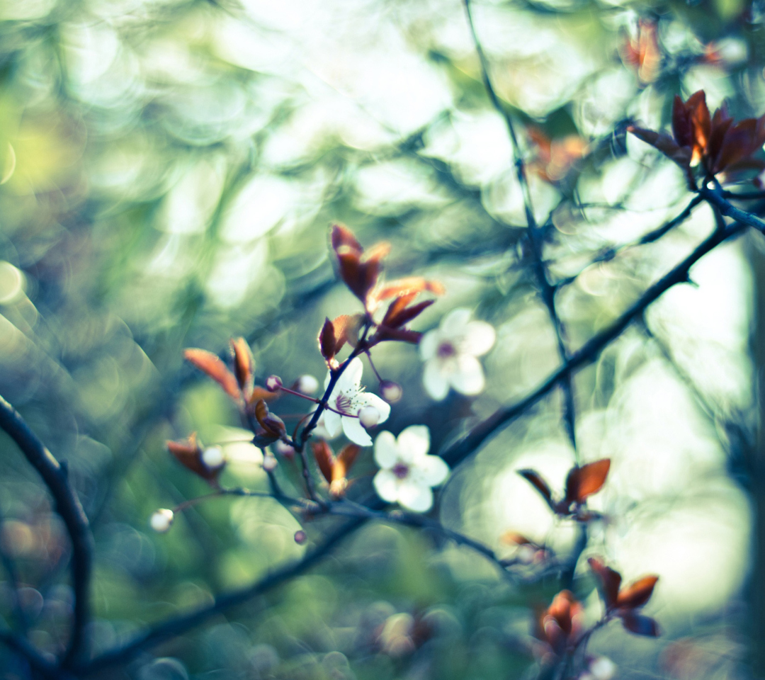 White Spring Flowers wallpaper 1080x960