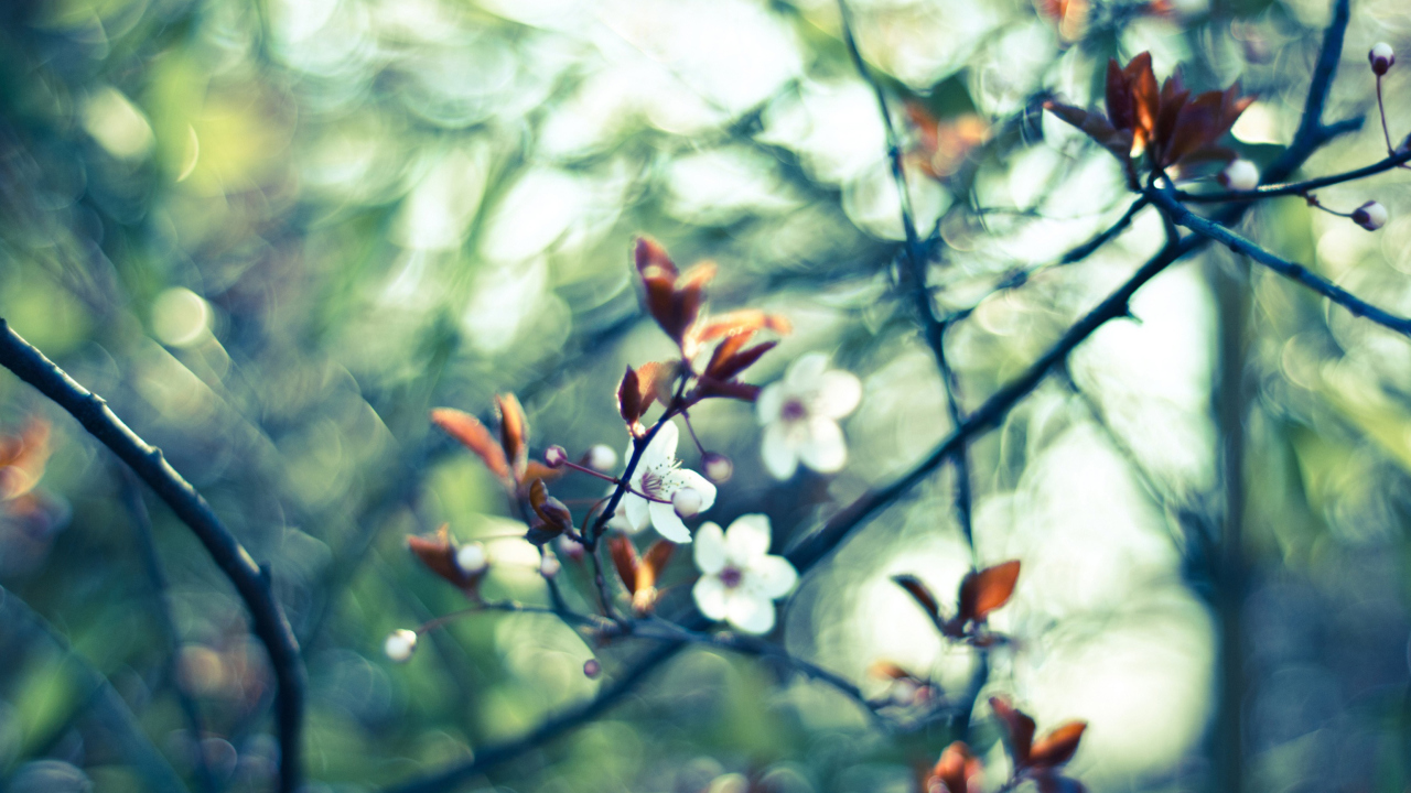 Screenshot №1 pro téma White Spring Flowers 1280x720
