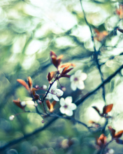 White Spring Flowers screenshot #1 176x220