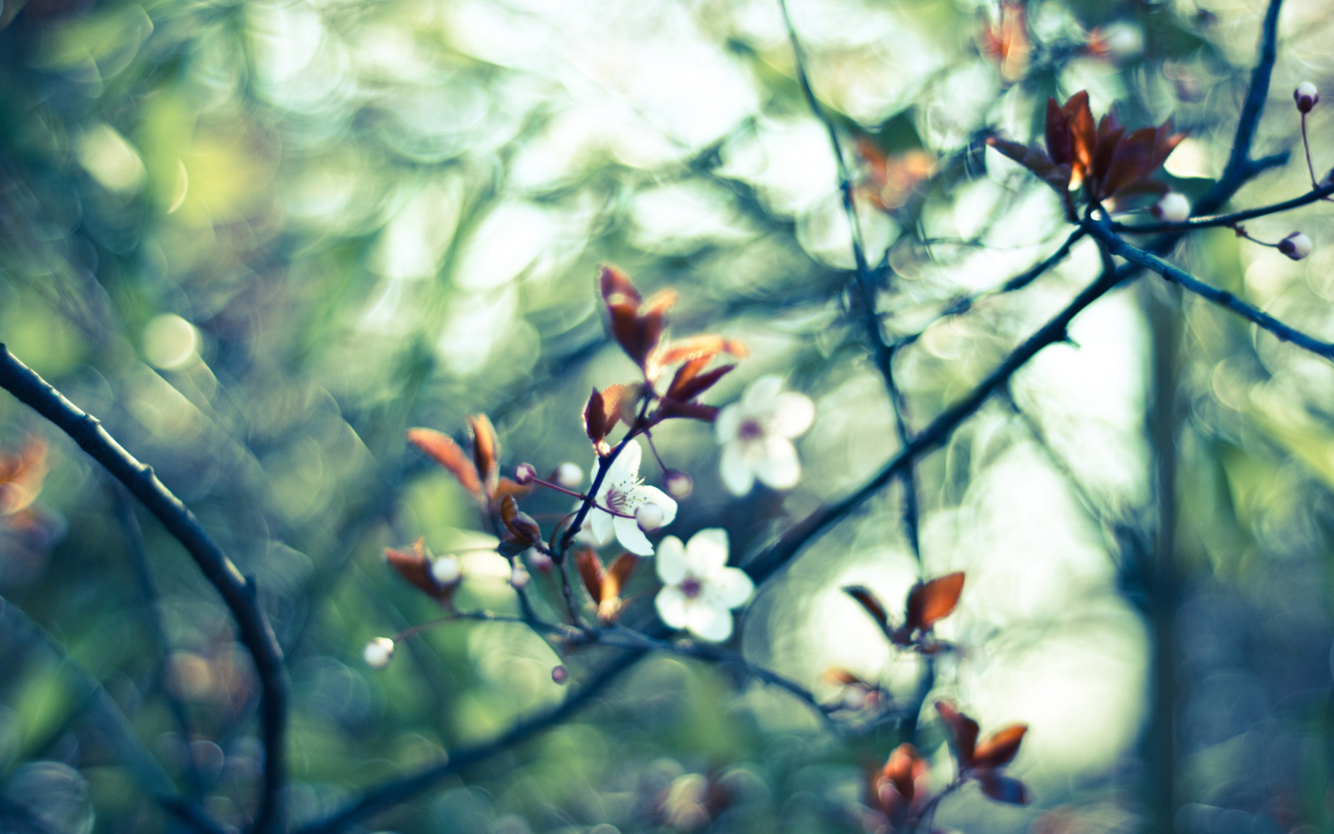 White Spring Flowers wallpaper 1920x1200