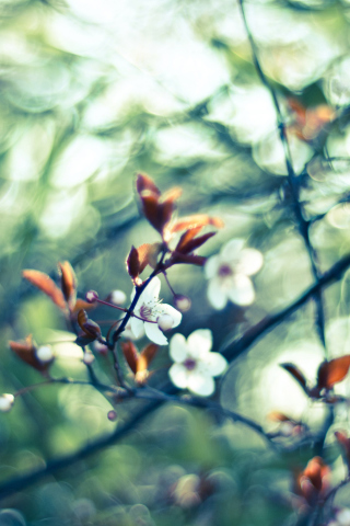 Das White Spring Flowers Wallpaper 320x480