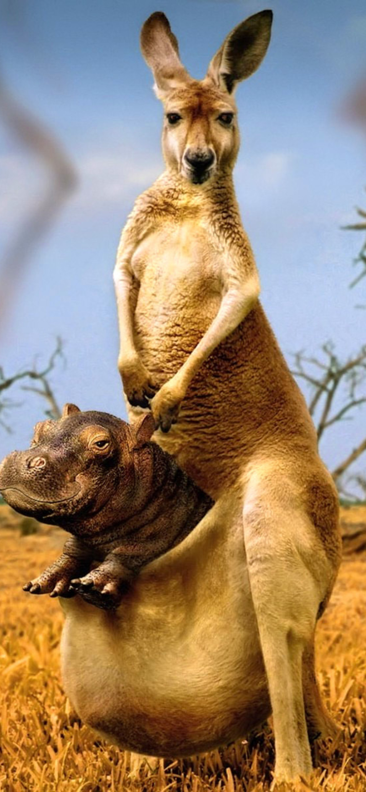 Fondo de pantalla Kangaroo With Hippo 1170x2532