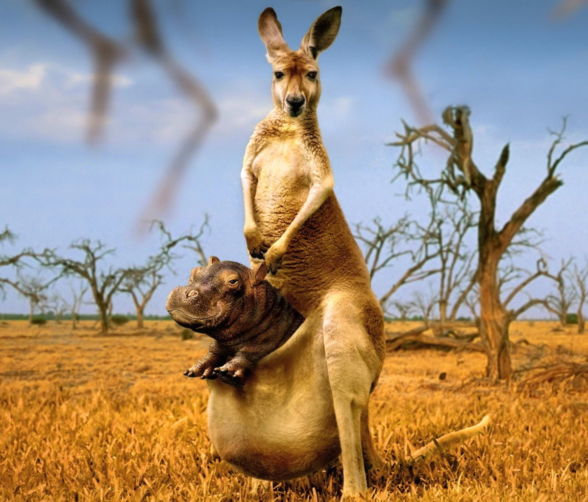 Kangaroo With Hippo wallpaper 1200x1024