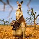 Kangaroo With Hippo screenshot #1 128x128