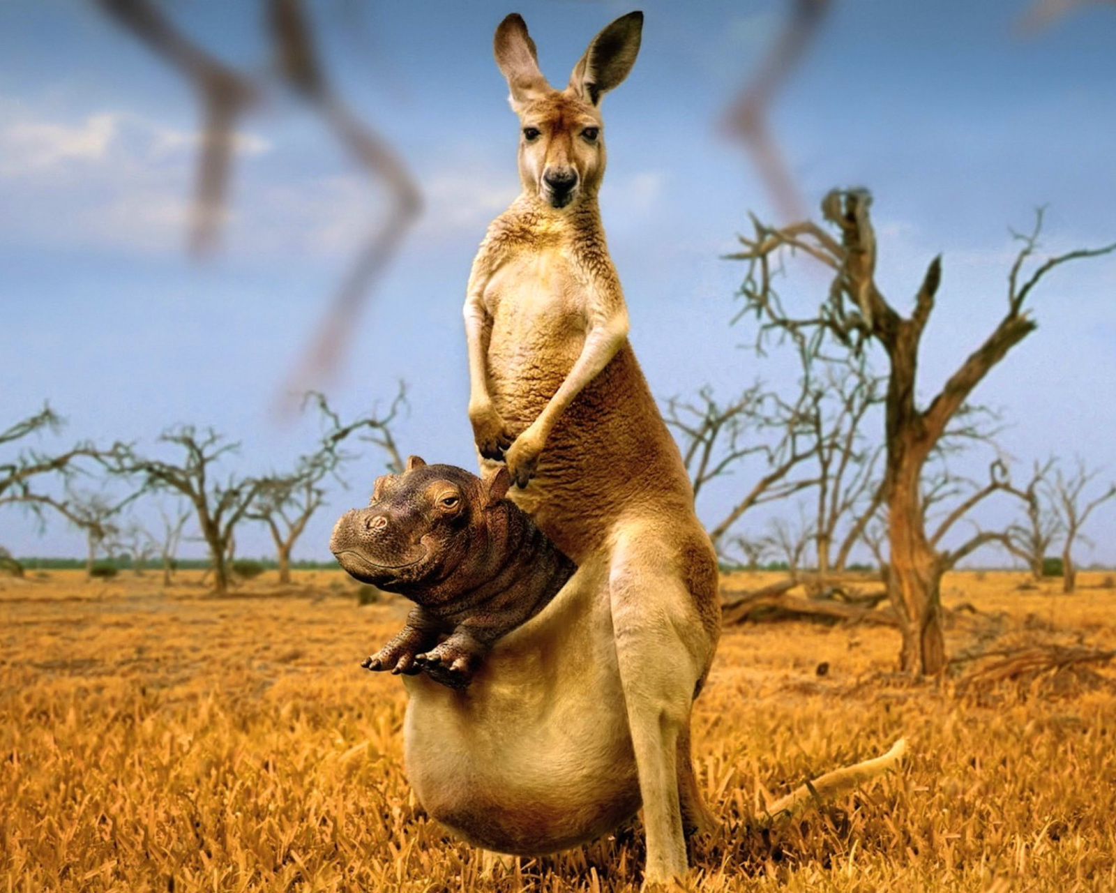 Kangaroo With Hippo wallpaper 1600x1280