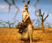 Обои Kangaroo With Hippo 176x144