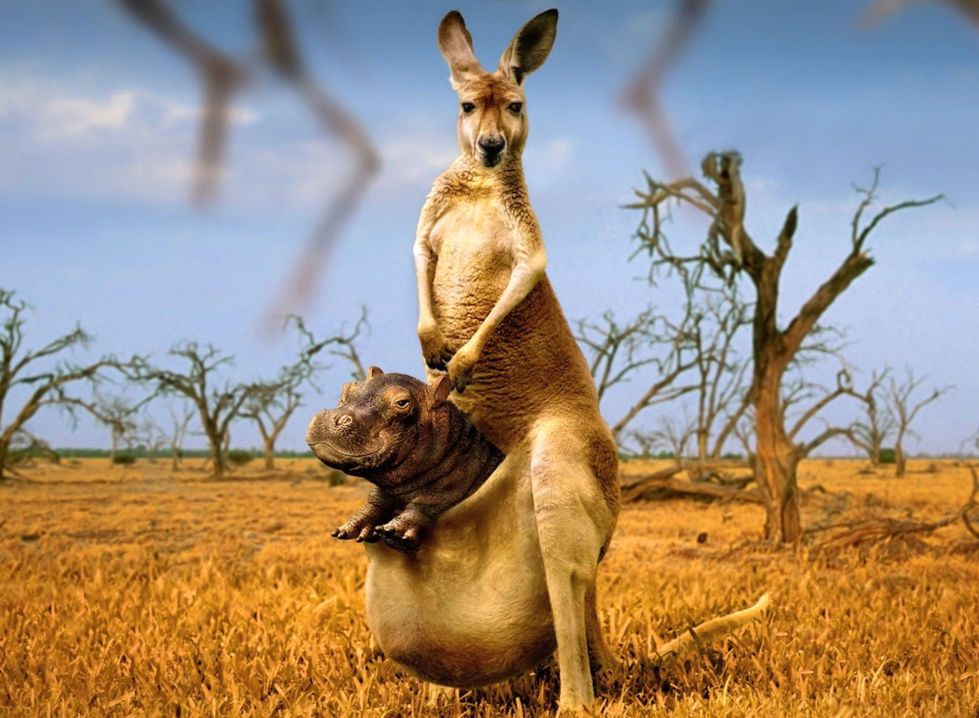 Fondo de pantalla Kangaroo With Hippo 1920x1408