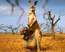 Kangaroo With Hippo screenshot #1 220x176