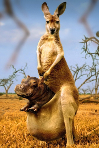 Fondo de pantalla Kangaroo With Hippo 320x480