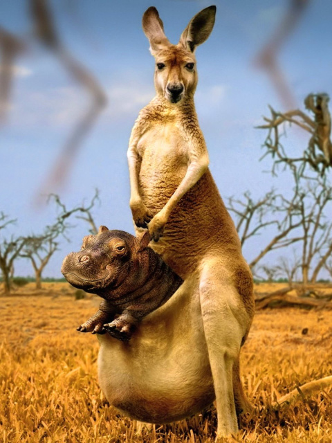 Fondo de pantalla Kangaroo With Hippo 480x640