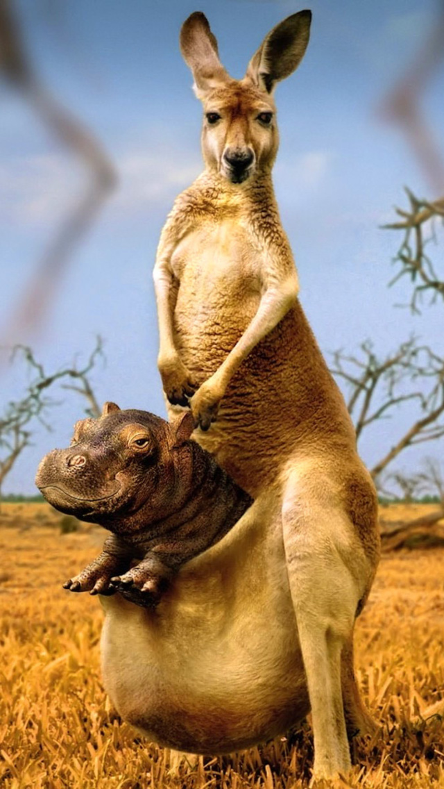 Das Kangaroo With Hippo Wallpaper 640x1136