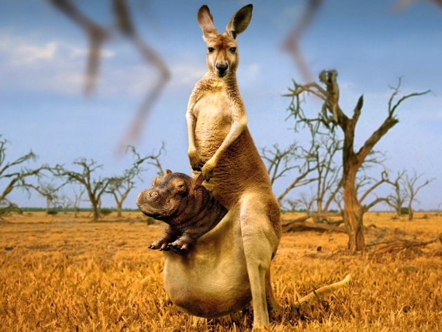 Das Kangaroo With Hippo Wallpaper 640x480