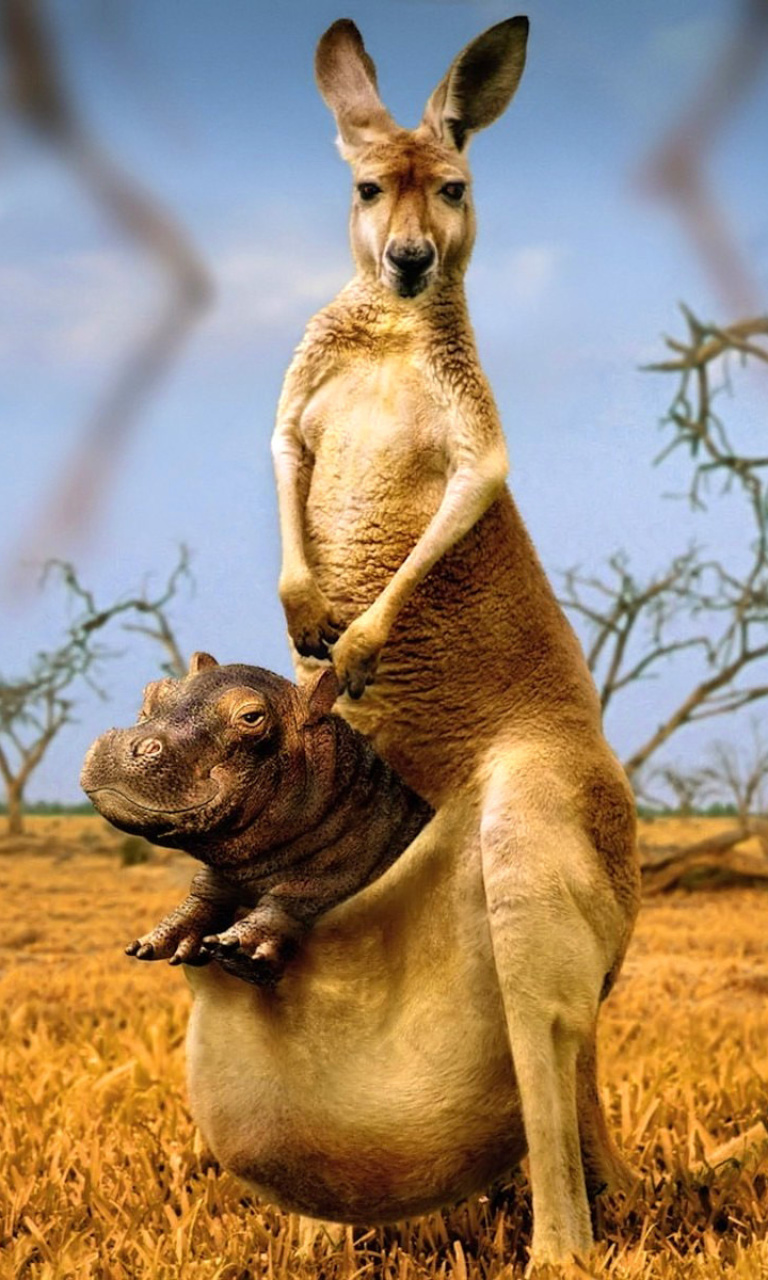 Fondo de pantalla Kangaroo With Hippo 768x1280