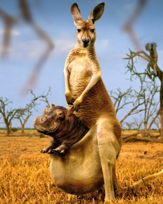 Kangaroo With Hippo - Obrázkek zdarma pro 360x640