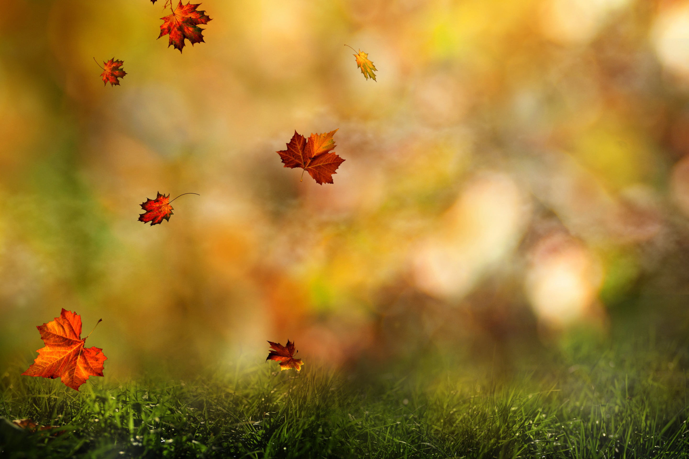 Fondo de pantalla Autumn Symphony 2880x1920