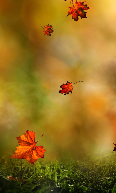 Fondo de pantalla Autumn Symphony 480x800