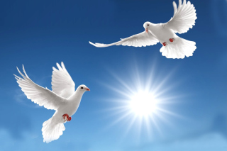 Pigeons sfondi gratuiti per cellulari Android, iPhone, iPad e desktop