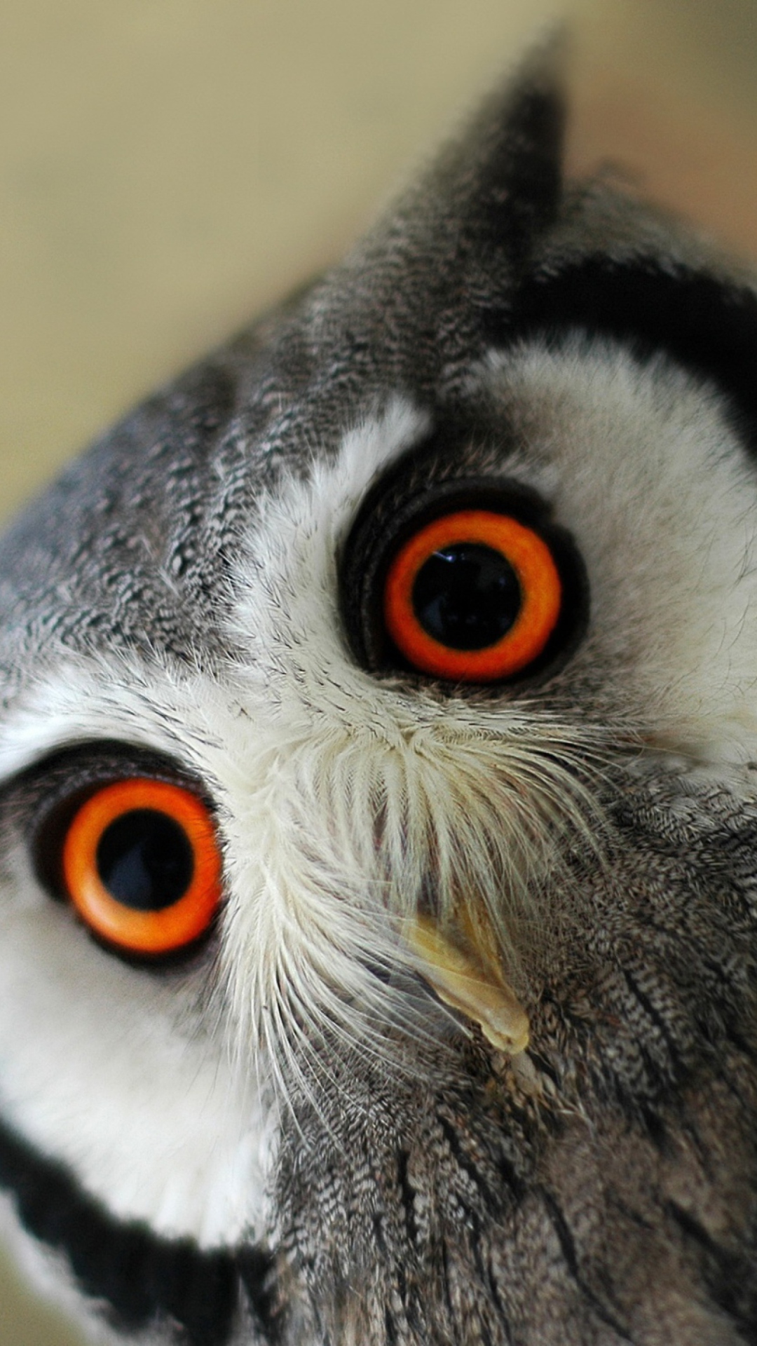 Sfondi Cute Owl 1080x1920