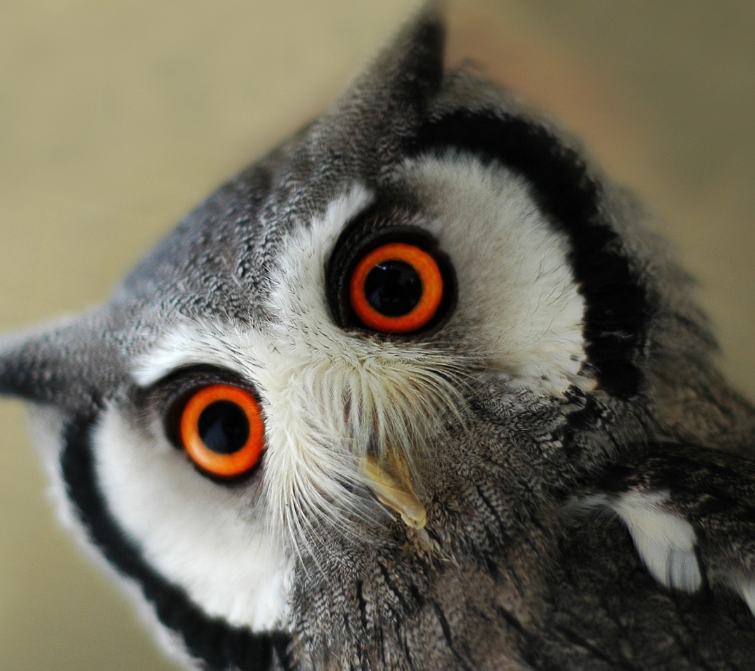 Das Cute Owl Wallpaper 1080x960
