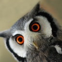 Fondo de pantalla Cute Owl 128x128