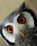 Fondo de pantalla Cute Owl 128x160