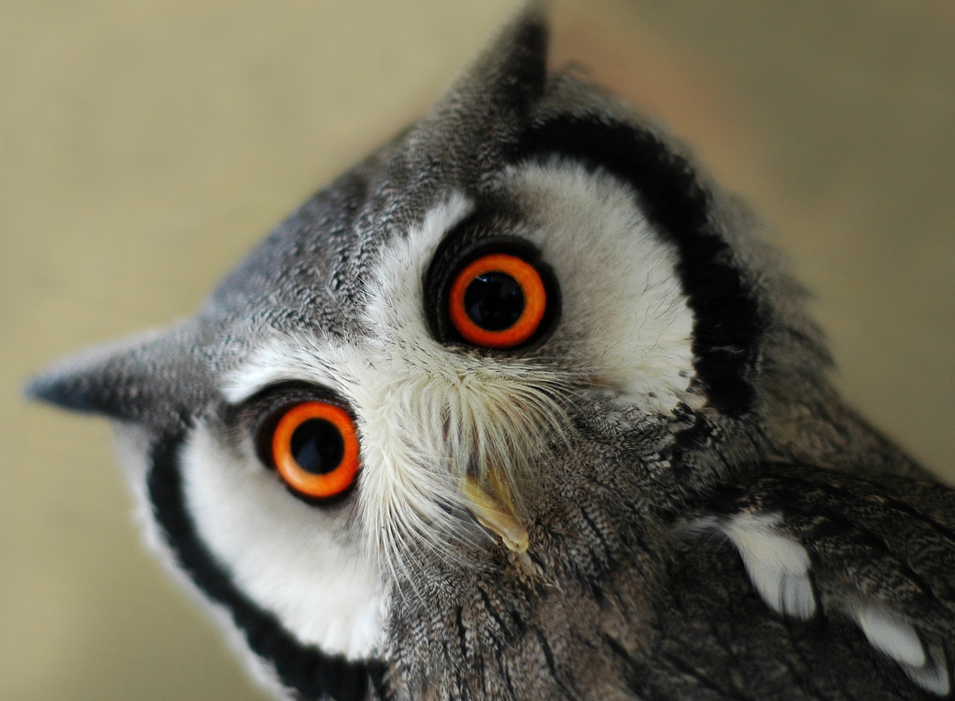 Sfondi Cute Owl 1920x1408