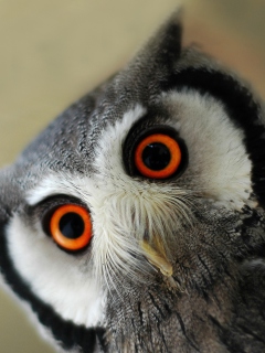 Das Cute Owl Wallpaper 240x320