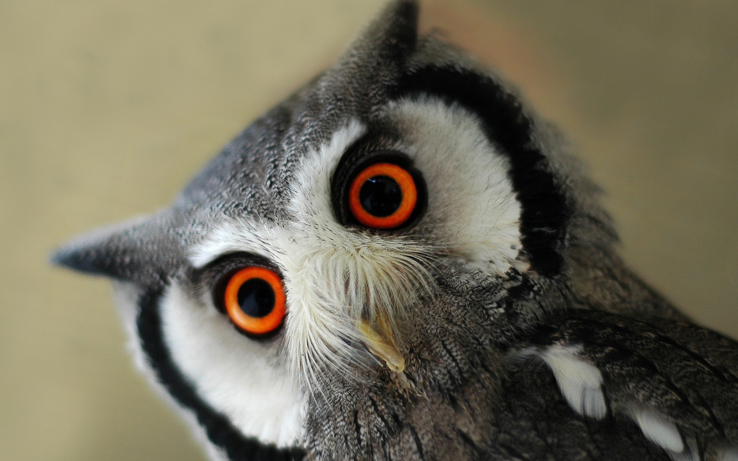 Sfondi Cute Owl 2560x1600