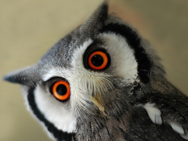 Das Cute Owl Wallpaper 640x480