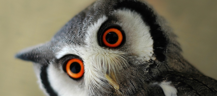 Das Cute Owl Wallpaper 720x320