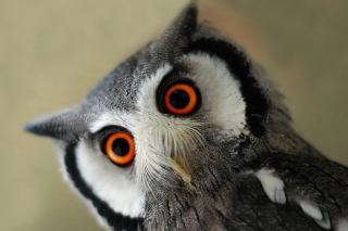 Cute Owl - Obrázkek zdarma 
