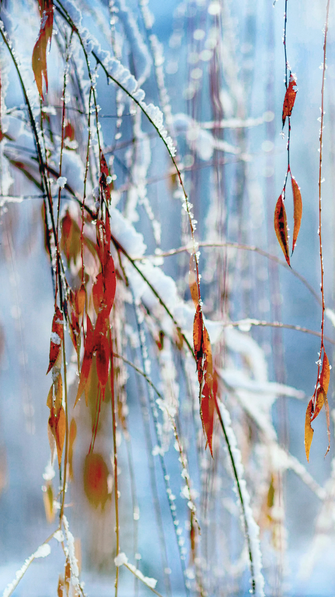 Macro Winter Photo wallpaper 1080x1920