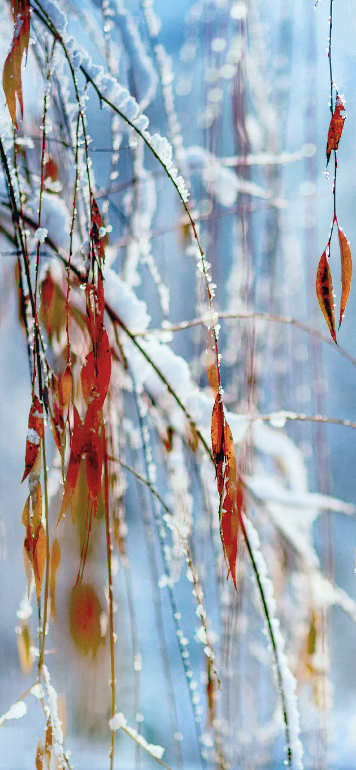 Macro Winter Photo wallpaper 1170x2532
