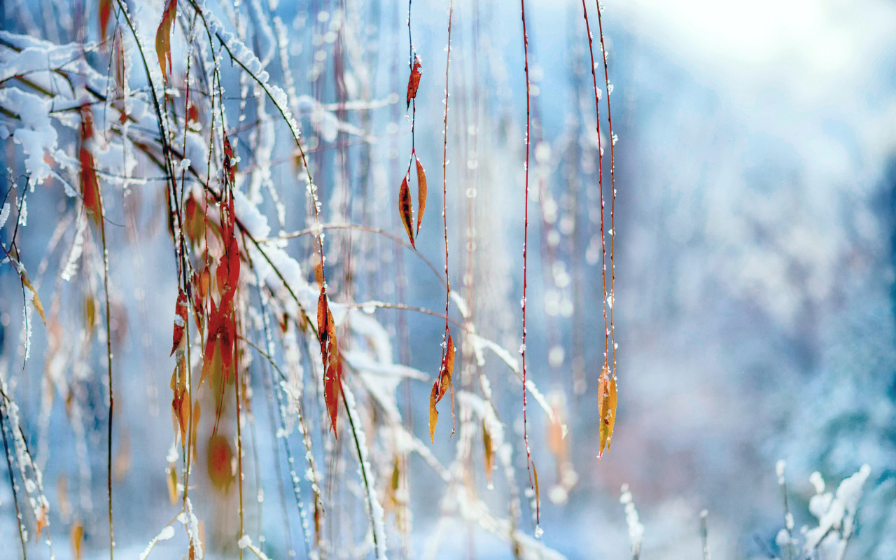 Macro Winter Photo wallpaper 1280x800