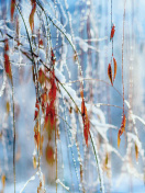 Macro Winter Photo wallpaper 132x176