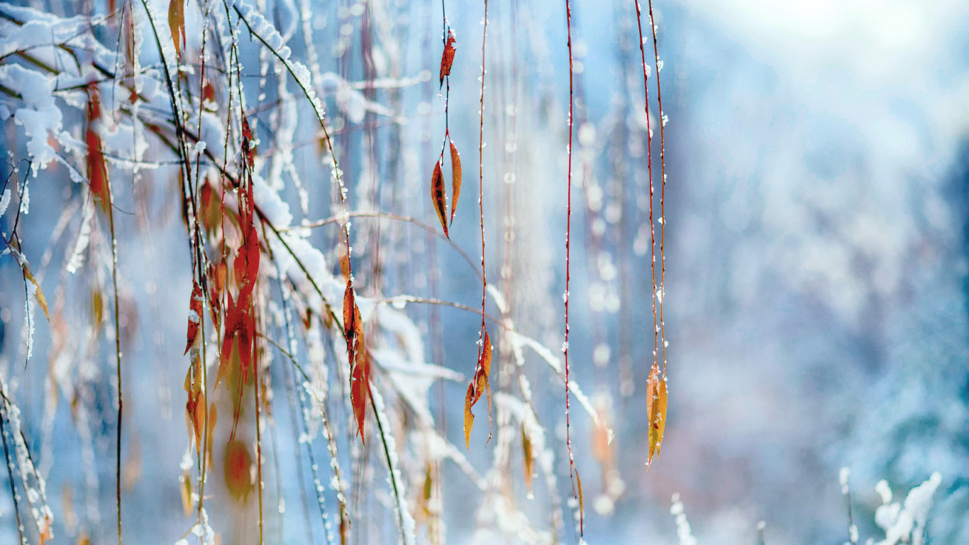 Macro Winter Photo wallpaper 1366x768