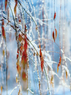 Das Macro Winter Photo Wallpaper 240x320