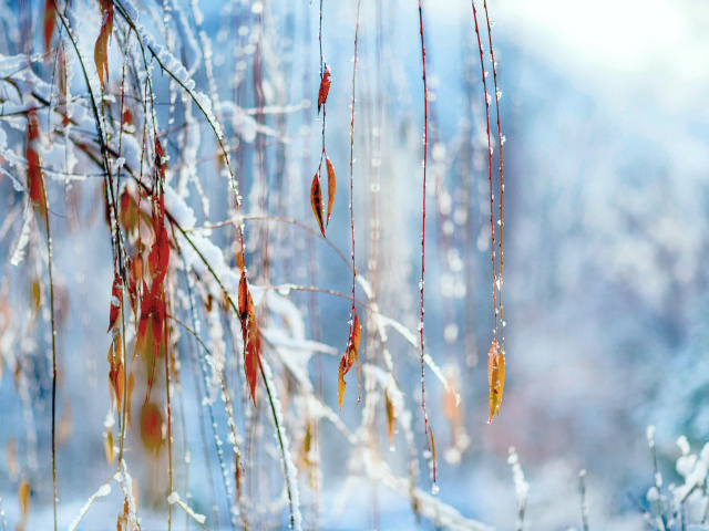 Macro Winter Photo wallpaper 640x480