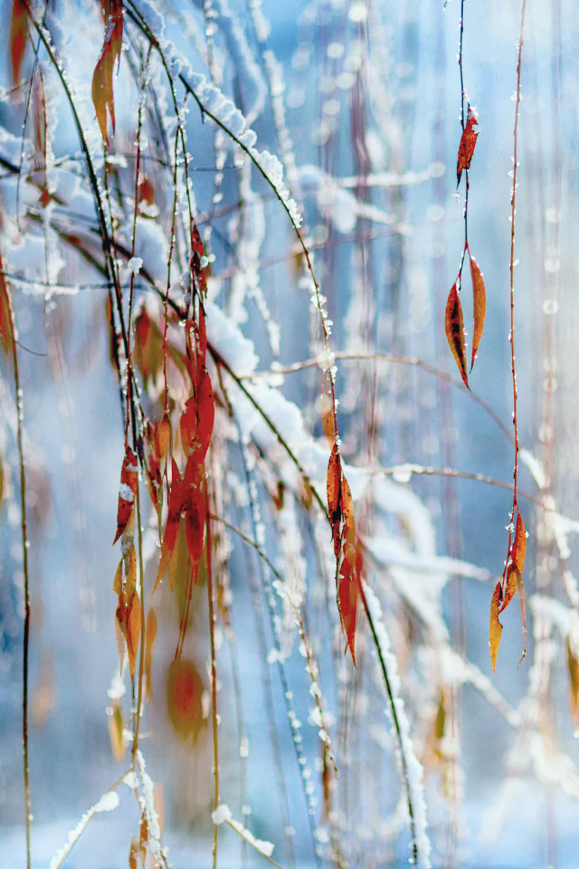 Das Macro Winter Photo Wallpaper 640x960