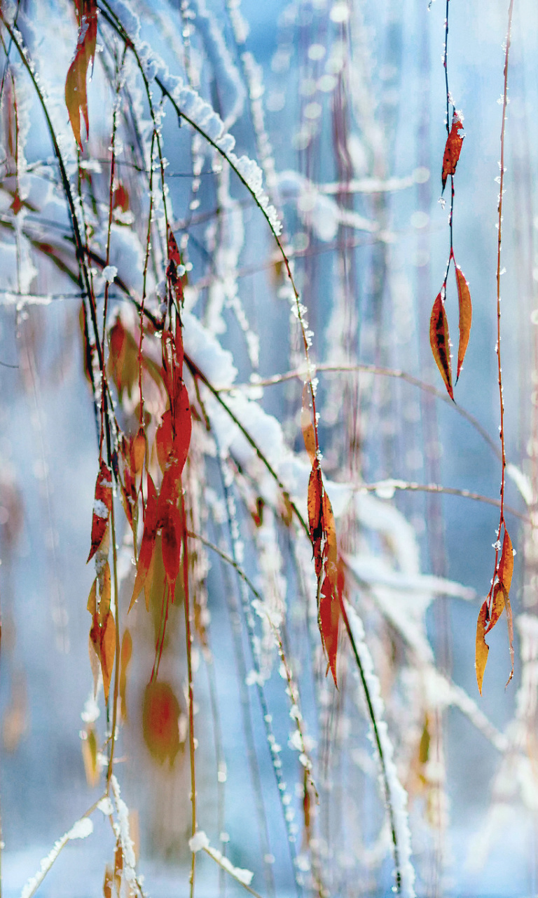 Macro Winter Photo wallpaper 768x1280