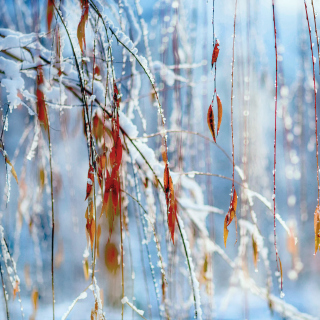 Macro Winter Photo - Obrázkek zdarma pro 2048x2048